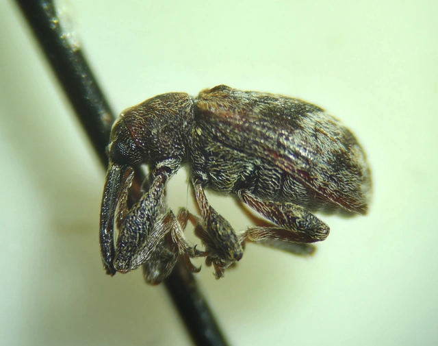 Anthonomus pyri - pompás rügylikasztó Anthonomus pyri - pompás rügylikasztó