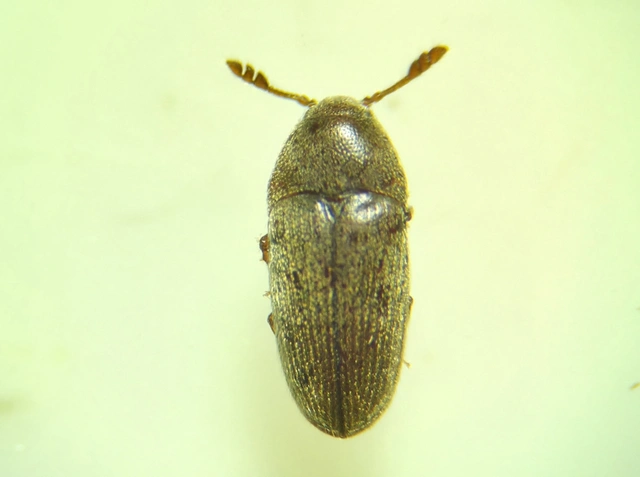 Throscidae - merevbogárfélék