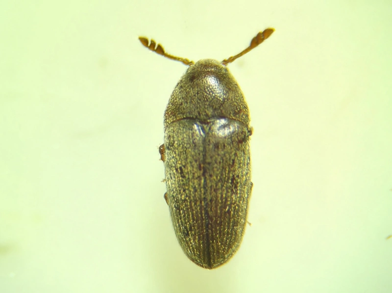 Throscidae - merevbogárfélék