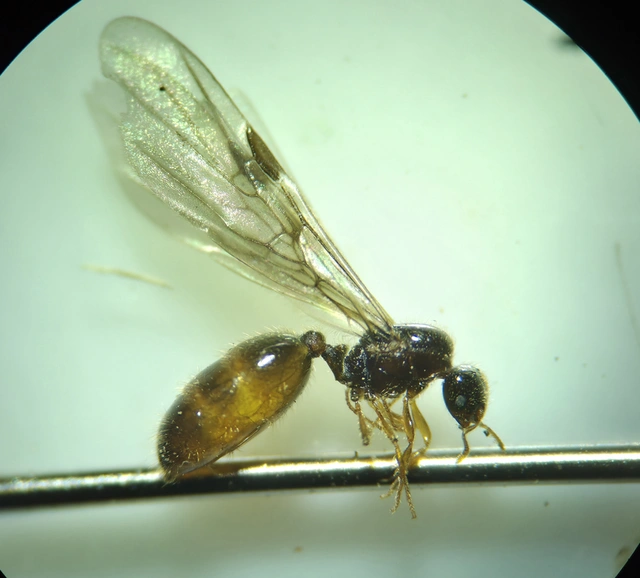 Solenopsis