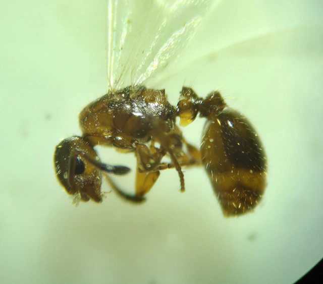 Temnothorax ravouxi - rabszolgatartó kéreghangya