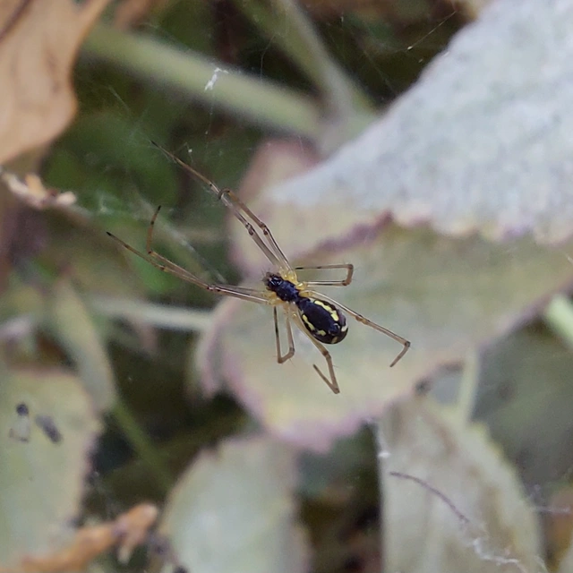 Linyphiidae - vitorláspókok