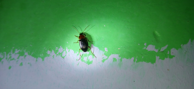 Calathus melanocephalus - vörösnyakú tarfutó