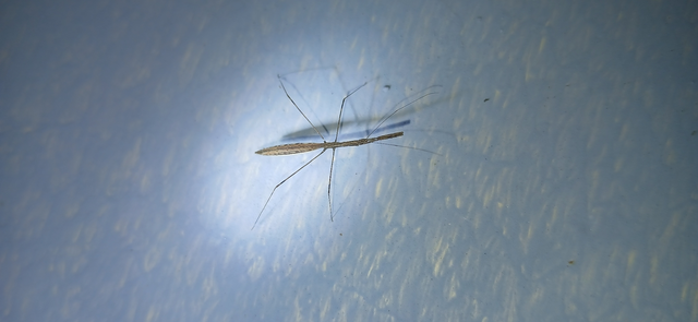 Metapterus caspicus