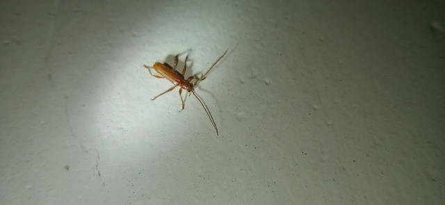 Axinopalpis gracilis - kecses selymescincér