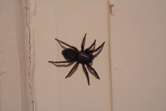 Gnaphosidae - kövipókok