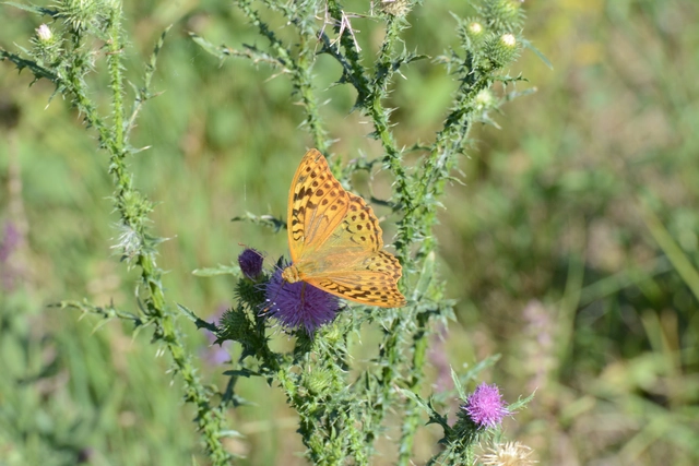 Argynnis pandora - zöldes gyöngyházlepke