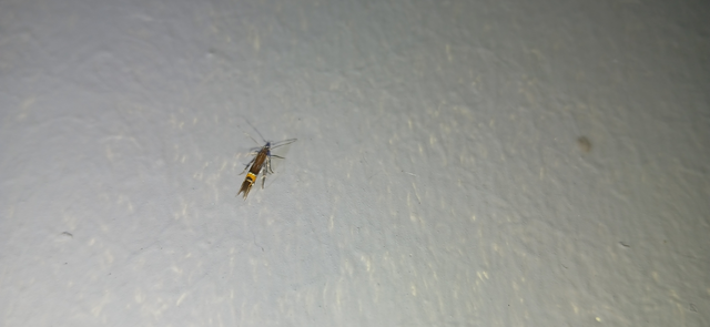 Cosmopterix