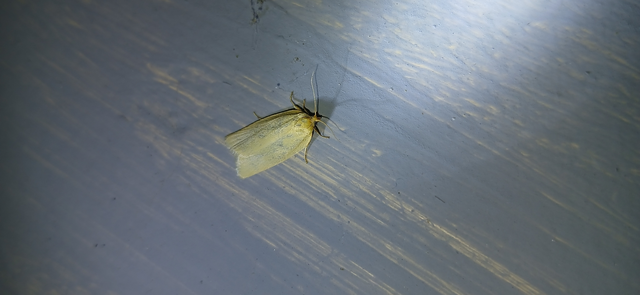 Aphelia paleana - sápadt sodrómoly