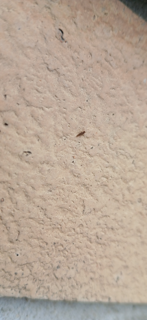 Psocoptera - Fürgetetvek