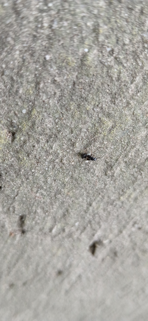 Omalium Omalium