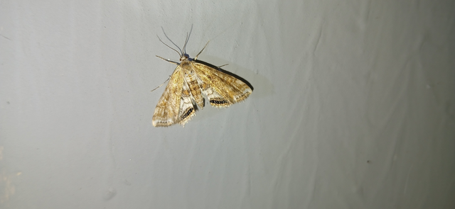 Cataclysta lemnata - békalencsemoly
