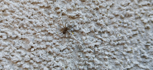 Pardosa