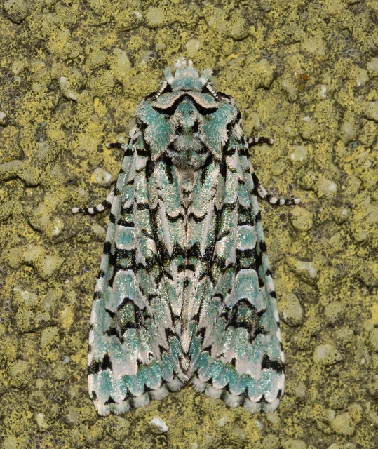 Griposia aprilina - őszi zöldbagoly