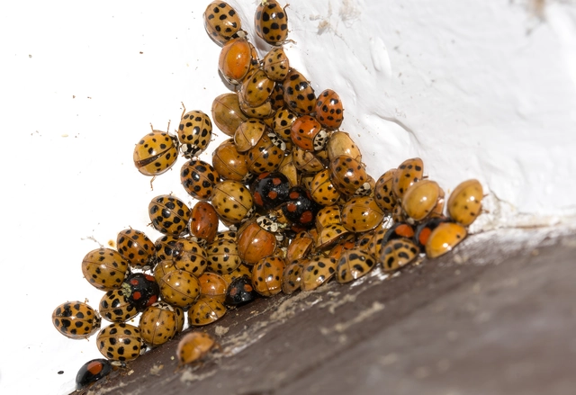 Harmonia axyridis - harlekinkatica
