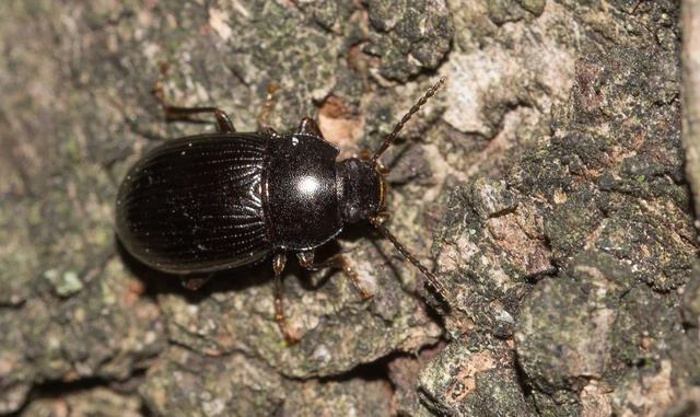 Nalassus dermestoides - rövidszárnyú gyászbogár