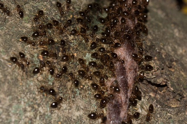 Prenolepis nitens - ragyogóhangya