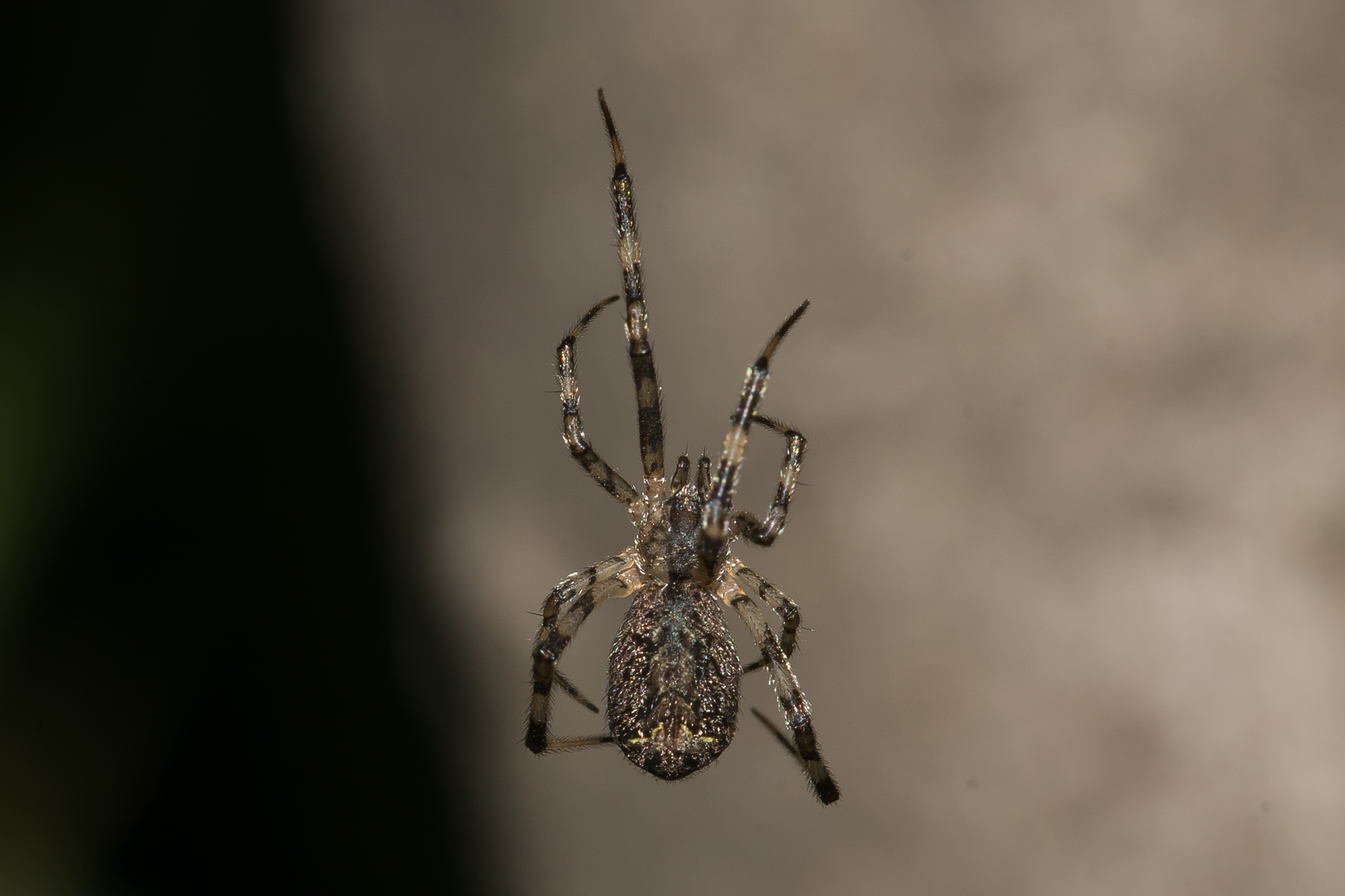 Episinus maculipes