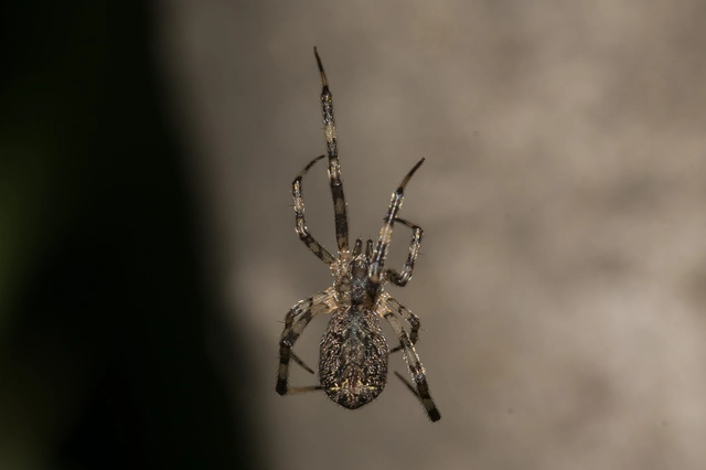 Episinus maculipes
