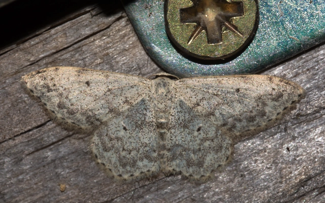 Scopula marginepunctata - pettyes sávosaraszoló