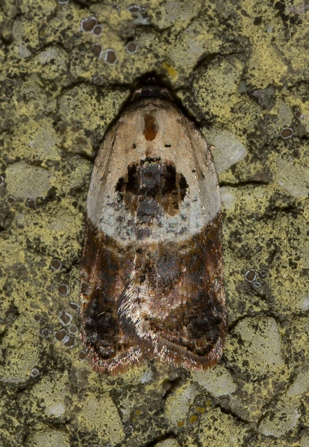 Acleris variegana - tarka levélmoly
