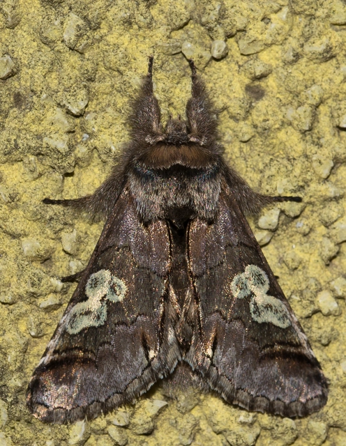 Diloba caeruleocephala - őszi kékesbagoly