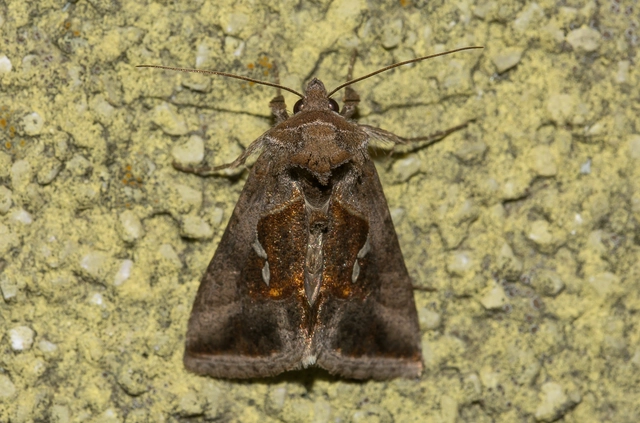 Macdunnoughia confusa - cseppfoltos ezüstbagoly