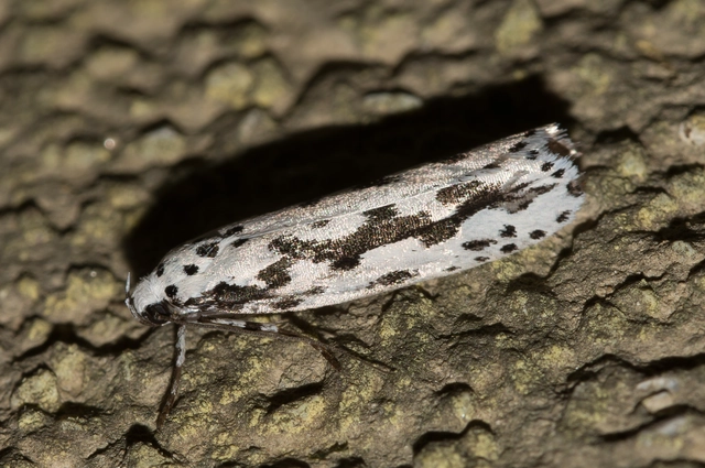 Ethmia candidella - őszi feketemoly