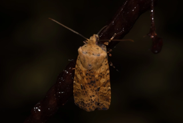 Conistra rubiginea - vörös őszibagoly