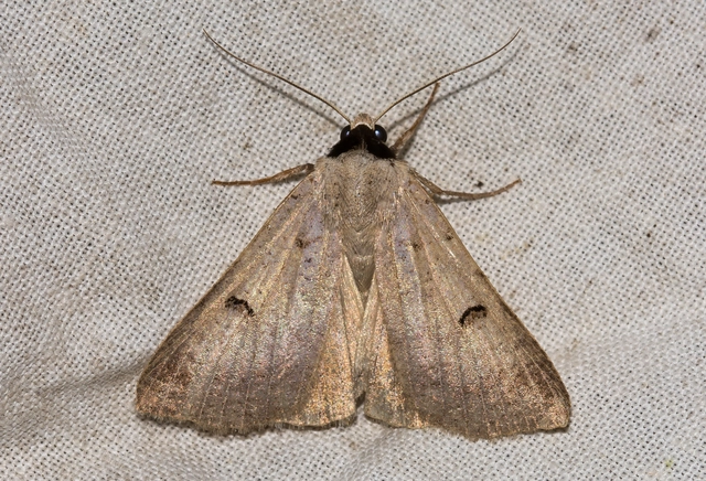 Lygephila craccae - gyakori csüdfűbagoly