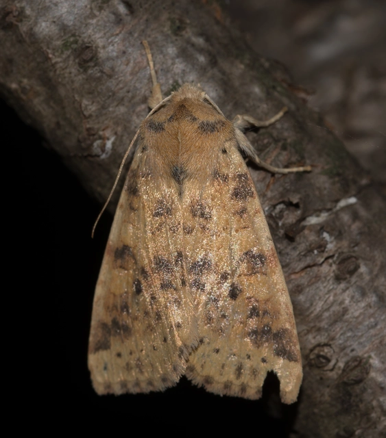 Cirrhia gilvago - foltos sárgabagoly