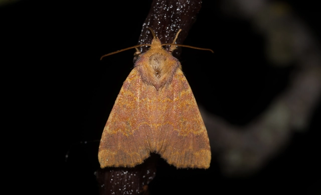 Tiliacea aurago - aranyló sárgabagoly