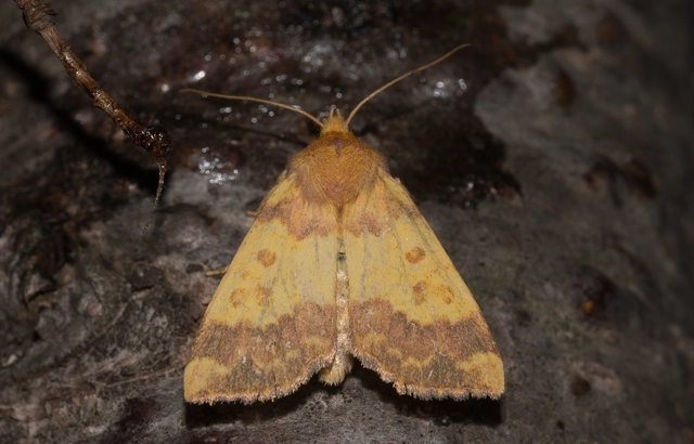 Tiliacea aurago - aranyló sárgabagoly
