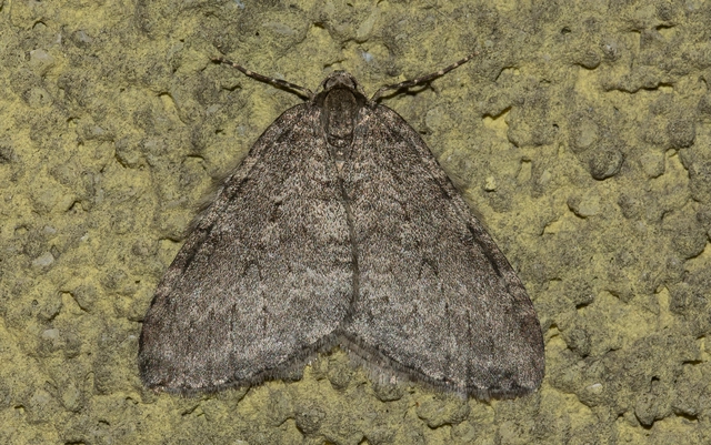 Epirrita christyi/dilutata