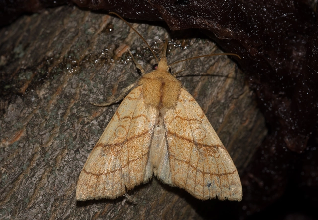 Tiliacea citrago - citromszínű sárgabagoly