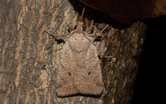 Propenistra laevis - könnyű őszibagoly
