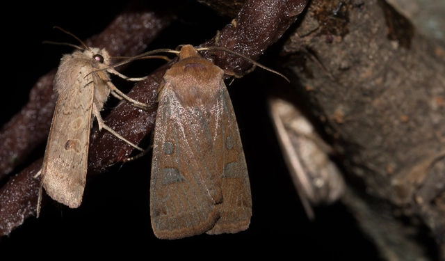 Conistra erythrocephala - vörösfejű őszibagoly