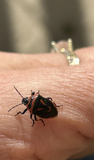 Perillus bioculatus