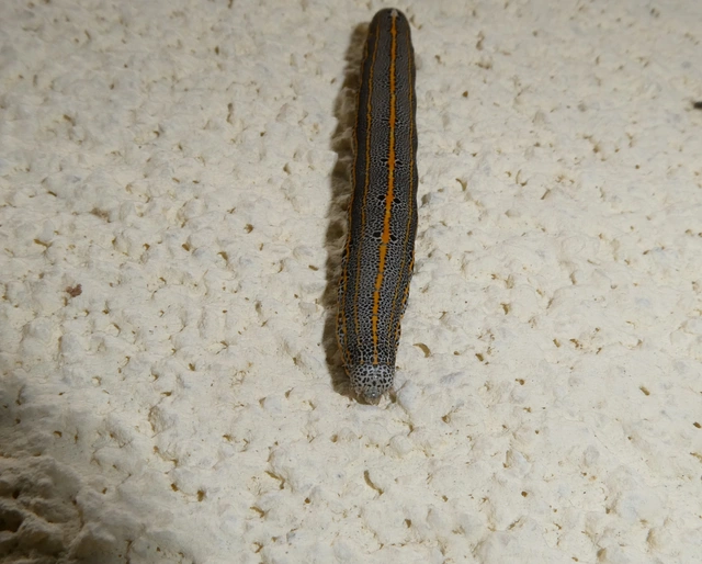 Anophia leucomelas - déli folyófűbagoly