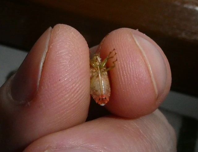 Elasmucha grisea - nyír-dajkapoloska Elasmucha grisea - nyír-dajkapoloska