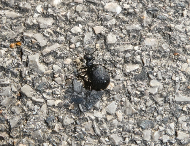 Meloe rugosus - ráncos nünüke