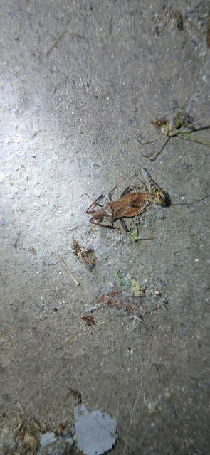 Coriomeris