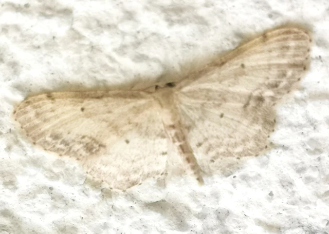 Idaea dimidiata - gyakori apróaraszoló