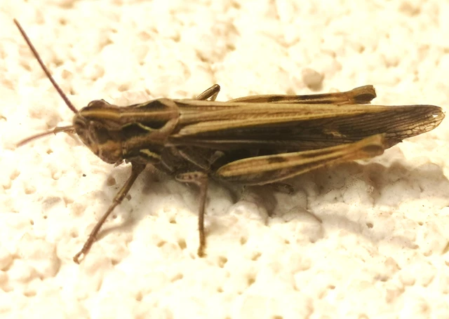 Chorthippus (Glyptobothrus) (subgenus)