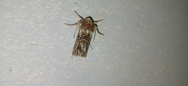 Calophasia lunula - gyújtoványfű-apróbagoly