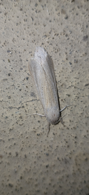 Phragmataecia castaneae - nádfúrólepke