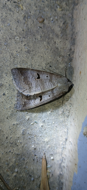 Lygephila pastinum - közönséges csüdfűbagoly