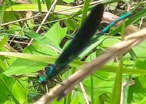Calopteryx virgo - kisasszony-szitakötő