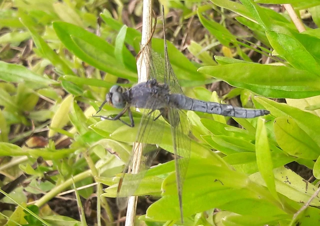 Orthetrum coerulescens - karcsú pásztorszitakötő