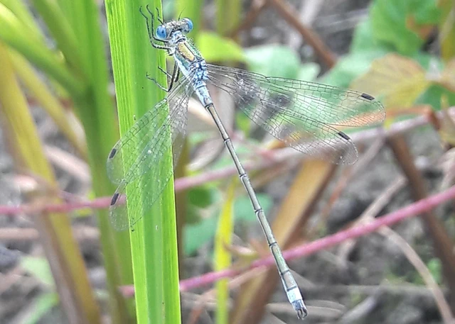Lestes sponsa - lomha rablószitakötő